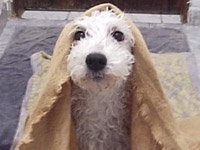 Third image for Remembering Douglas Adams on Towel Day