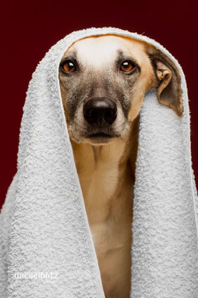 Towel Day by Elke Vogelsang