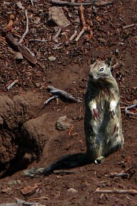 Standing zombie squirrel.